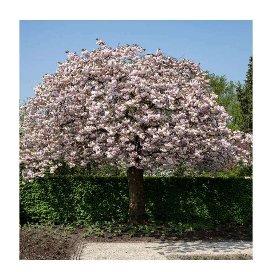 Ornamental Trees * | Prunus Serrulata 'Shirofugen' | Cherry Blossom Tree