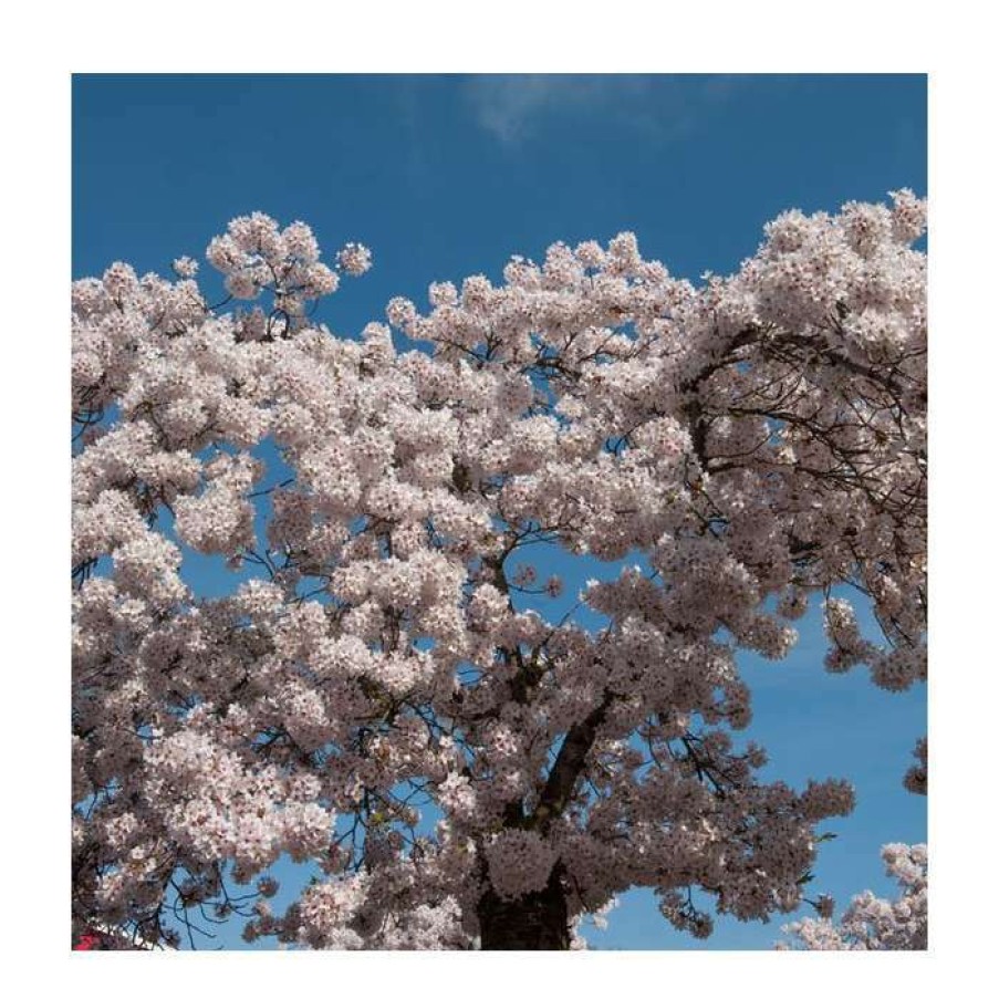 Ornamental Trees * | Prunus Serrulata 'Shirofugen' | Cherry Blossom Tree