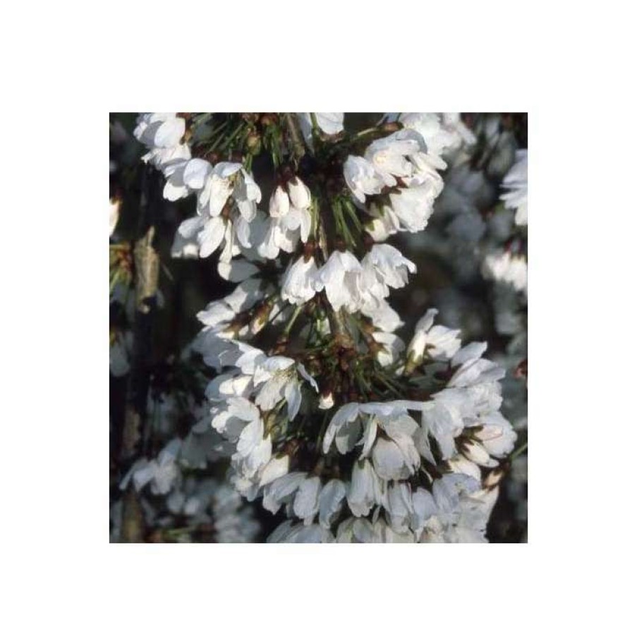 Ornamental Trees * | Prunus 'Snow Showers' | Weeping Fuji Cherry Blossom Tree | 12L Pot | 150-180Cm | By Frank P Matthews