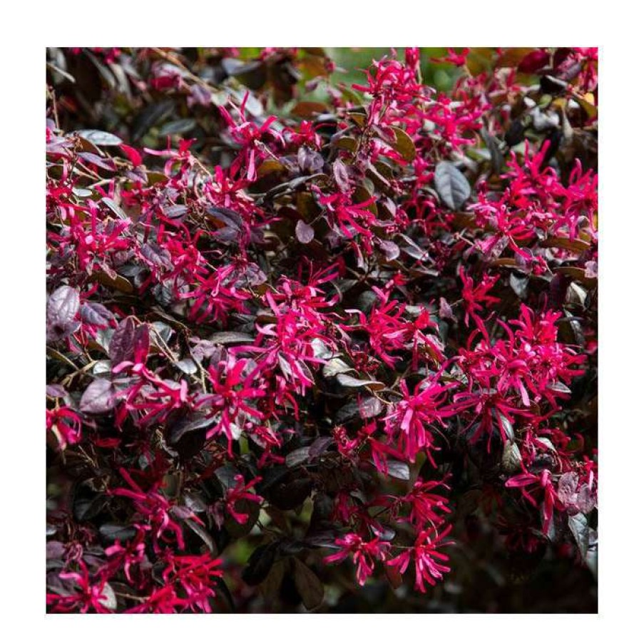 Ornamental Shrubs * | Loropetalum 'Black Pearl' | 10L Pot