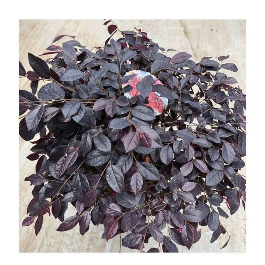 Ornamental Shrubs * | Loropetalum 'Black Pearl' | 10L Pot