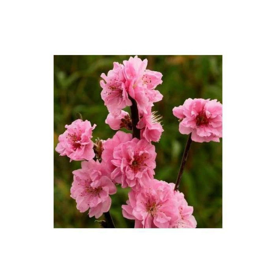 Ornamental Trees * | Prunus Persica Taoflora Pink | Pink Flowering Peach Tree | 10L Pot | 120-150Cm