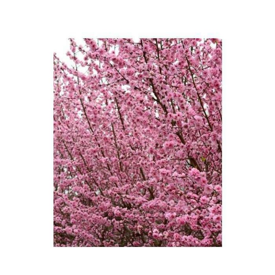 Ornamental Trees * | Prunus Persica Taoflora Pink | Pink Flowering Peach Tree | 10L Pot | 120-150Cm