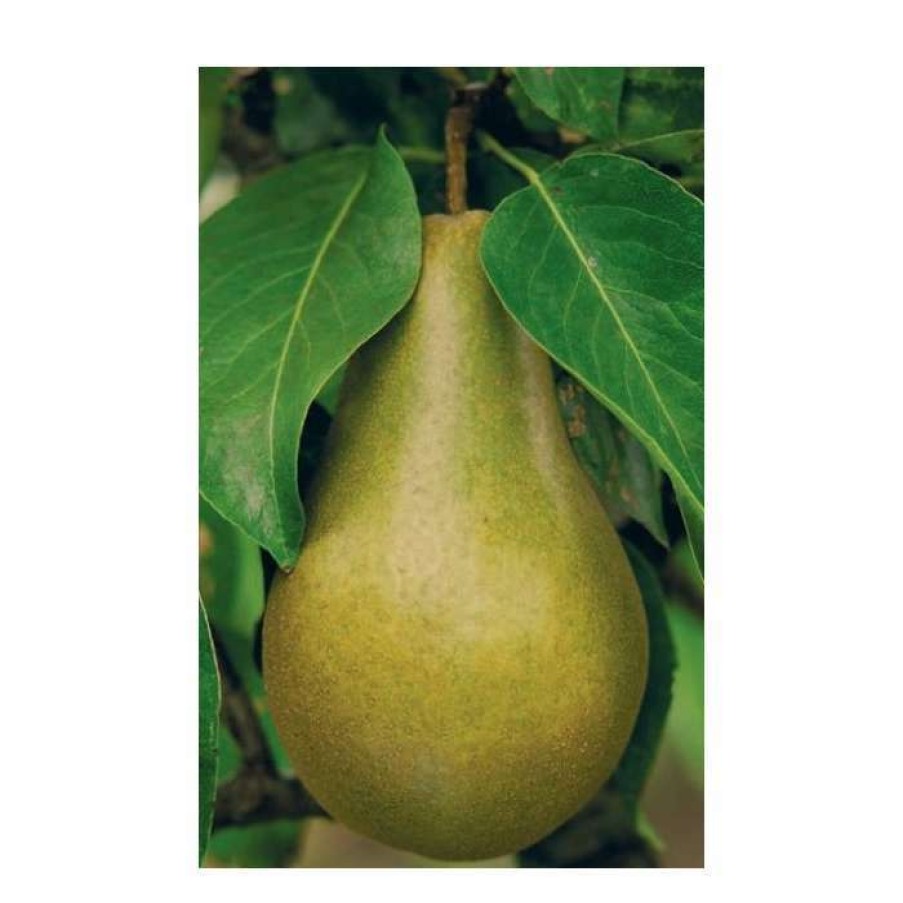 Fruit Trees * | 5Ft 'Beth' Pear Tree | Quince A Semi Dwarfing Rootstock | 12L Pot | By Frank P Matthews