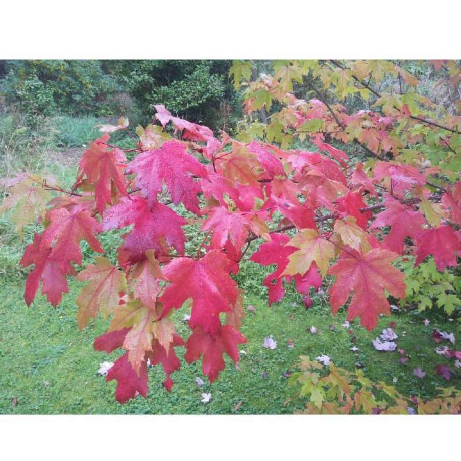 Ornamental Trees * | Acer Freemanii Autumn Blaze ('Jeffersred') | Freeman Maple Tree | 12L Pot | 150-180Cm | By Frank P Matthews