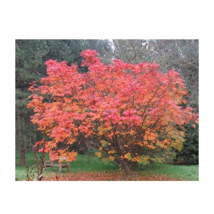 Ornamental Trees * | Sorbus Sargentiana | Rowan Tree | 12L Pot | 150-180Cm | By Frank P Matthews