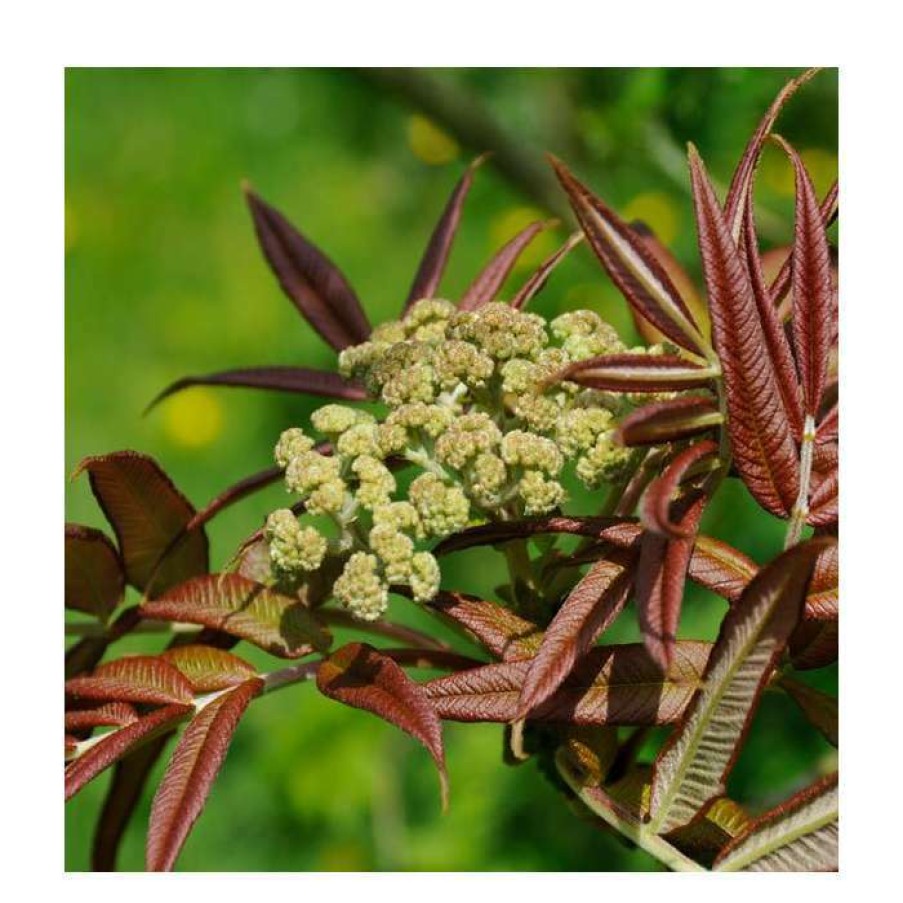 Ornamental Trees * | Sorbus Sargentiana | Rowan Tree | 12L Pot | 150-180Cm | By Frank P Matthews