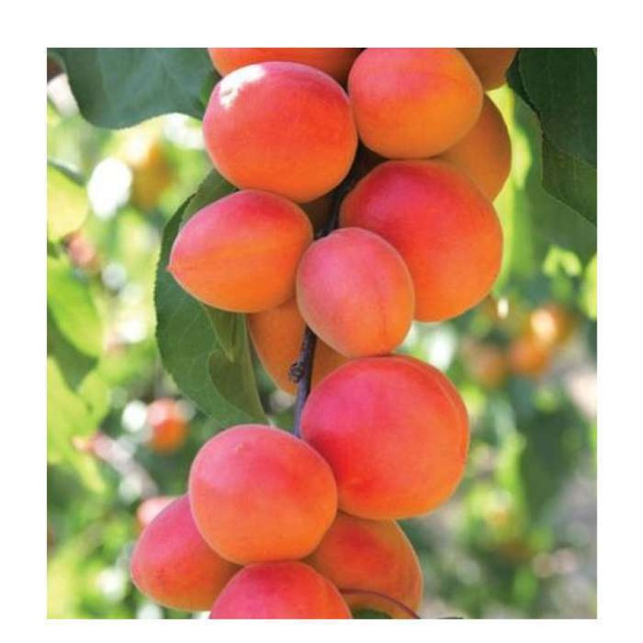 Fruit Trees * | Prunus 'Flavorcot' | Apricot Tree