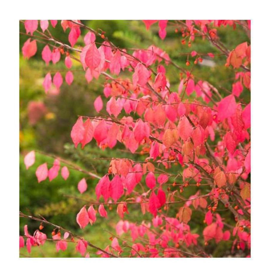 Ornamental Shrubs * | 2Ft Euonymus 'Burning Bush' | Euonymus Alatus | 10L Pot