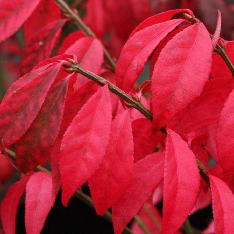 Ornamental Shrubs * | 2Ft Euonymus 'Burning Bush' | Euonymus Alatus | 10L Pot