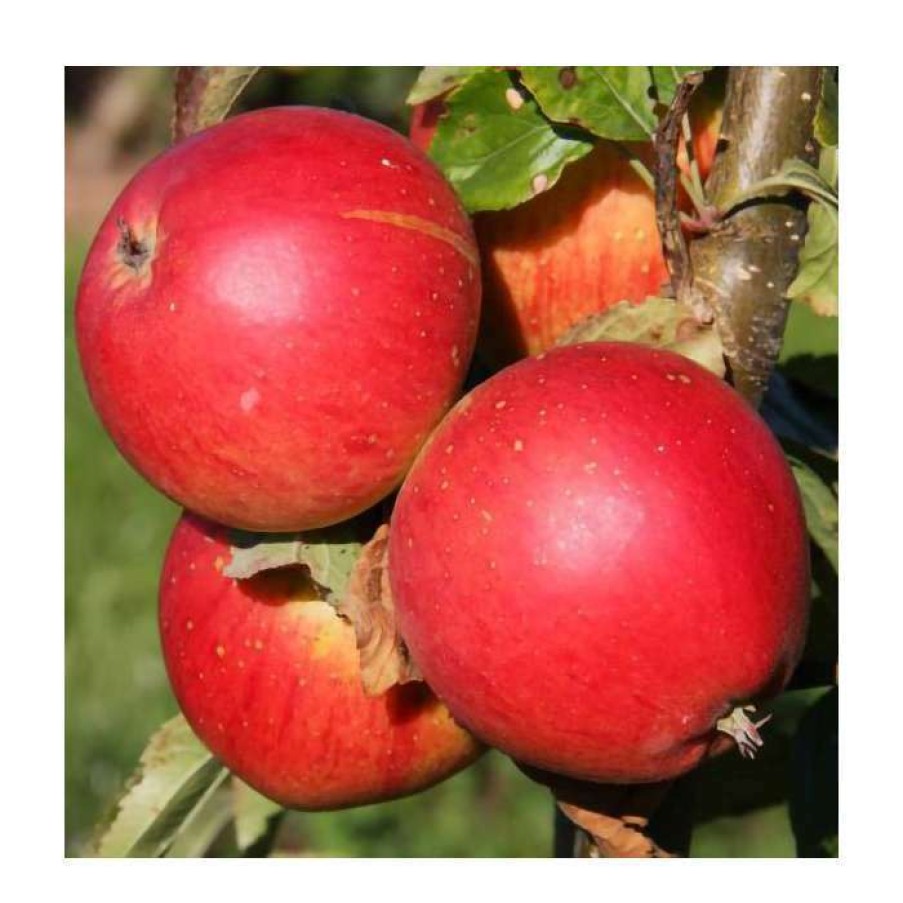 Fruit Trees * | 5Ft 'Little Pax' Dessert Apple Tree | Mm106 Semi Vigorous Rootstock | 12L Pot | By Frank P Matthews