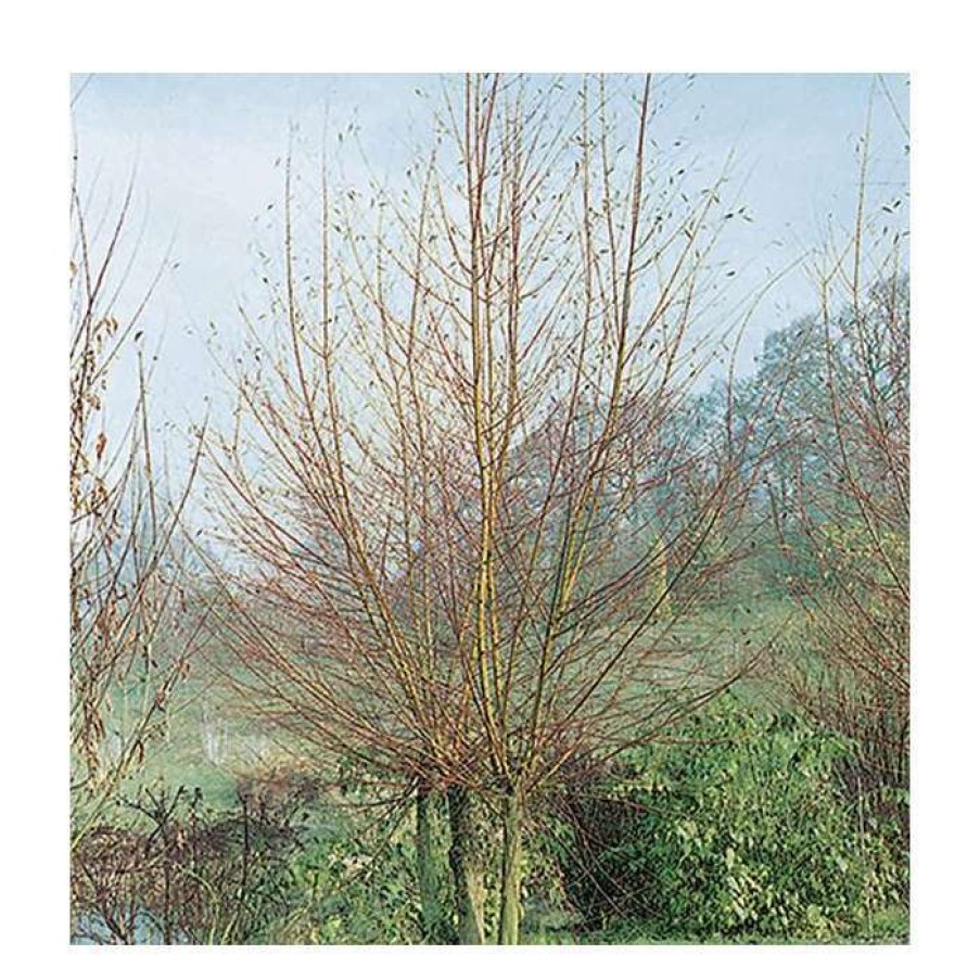 Winter Interest Plants * | Salix Alba 'Britzenis' | Willow Tree