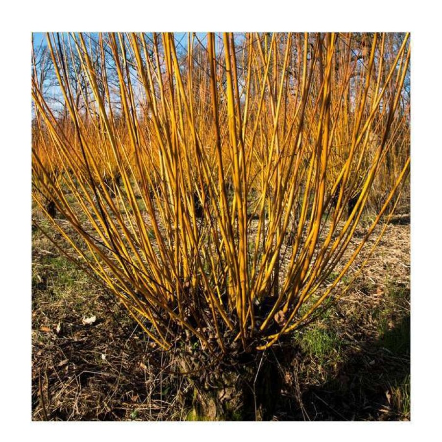 Winter Interest Plants * | Salix Alba 'Britzenis' | Willow Tree