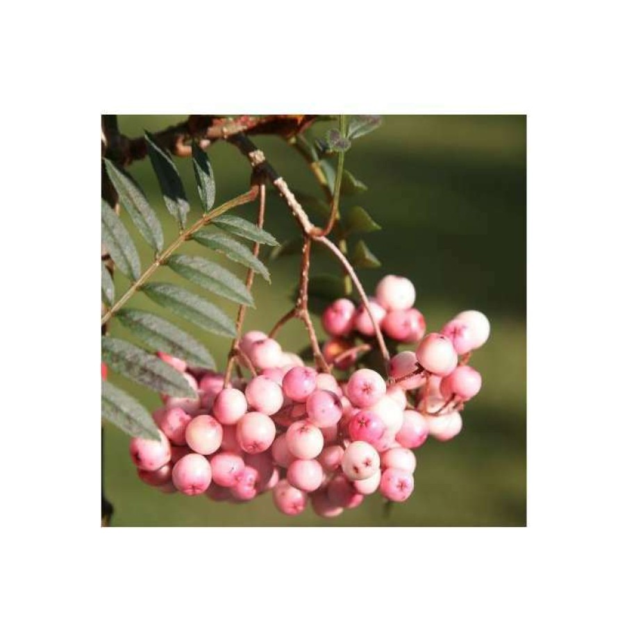 Ornamental Trees * | Sorbus Vilmorinii | Rowan Tree | 12L Pot | 150-180Cm | By Frank P Matthews