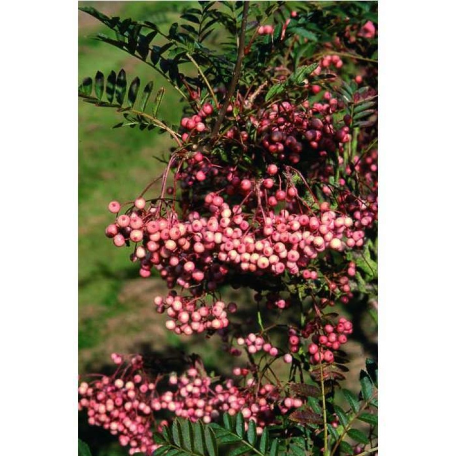 Ornamental Trees * | Sorbus Vilmorinii | Rowan Tree | 12L Pot | 150-180Cm | By Frank P Matthews