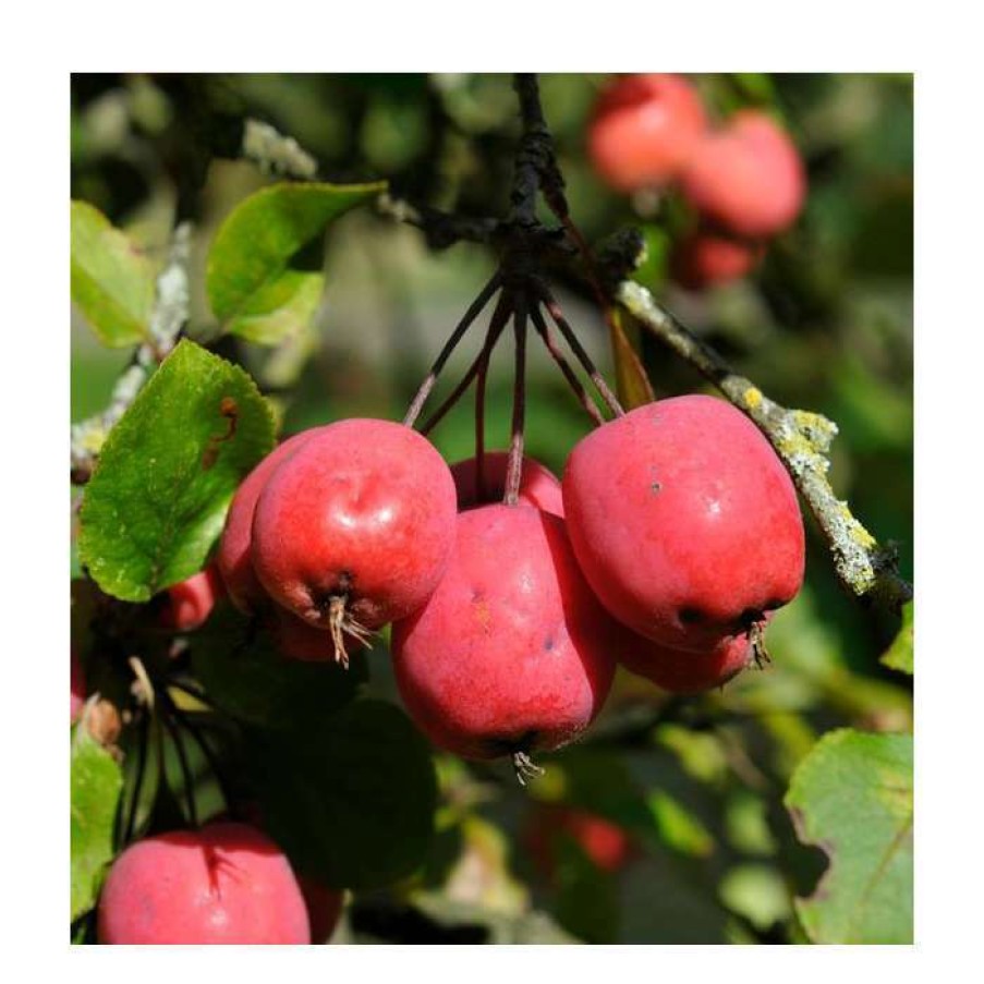 Ornamental Trees * | Malus Purpurea 'Crimson Cascade' | Purple Weeping Crab Apple Tree | 12L Pot | 150-180Cm | By Frank P Matthews