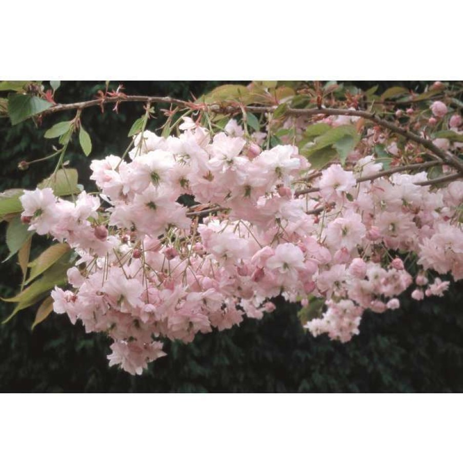 Ornamental Trees * | Prunus Pink Parasol | Cherry Blossom Tree | 12L Pot | 150-180Cm | By Frank P Matthews