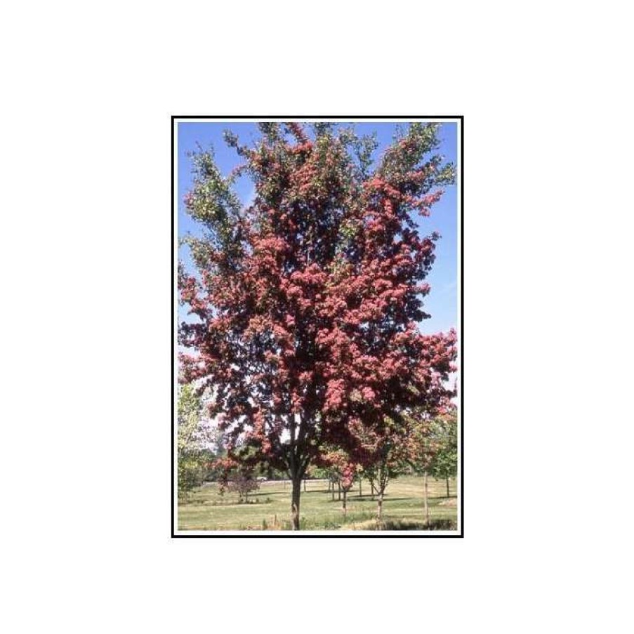 Ornamental Trees * | Crataegus Laevigata 'Crimson Cloud'| Hawthorn Tree | 12L Pot | 150-180Cm| By Frank P Matthews