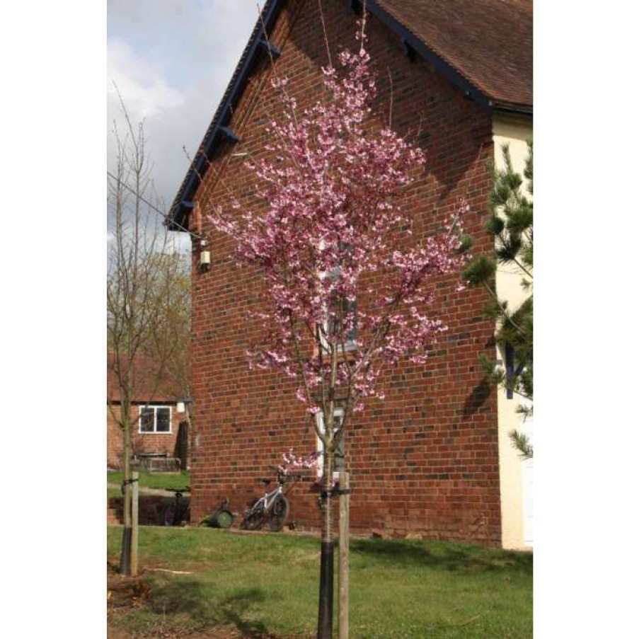 Ornamental Trees * | Prunus 'Shosar' | Cherry Blossom Tree | 12L Pot | 150-180Cm | By Frank P Matthews