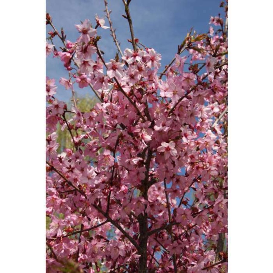 Ornamental Trees * | Prunus 'Shosar' | Cherry Blossom Tree | 12L Pot | 150-180Cm | By Frank P Matthews