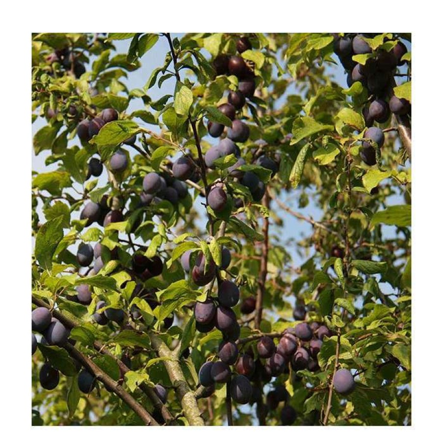 Fruit Trees * | 5Ft 'Sweet Prune' Damson Tree | Vva-1 Semi Dwarfing Rootstock | 12L Pot | By Frank P Matthews