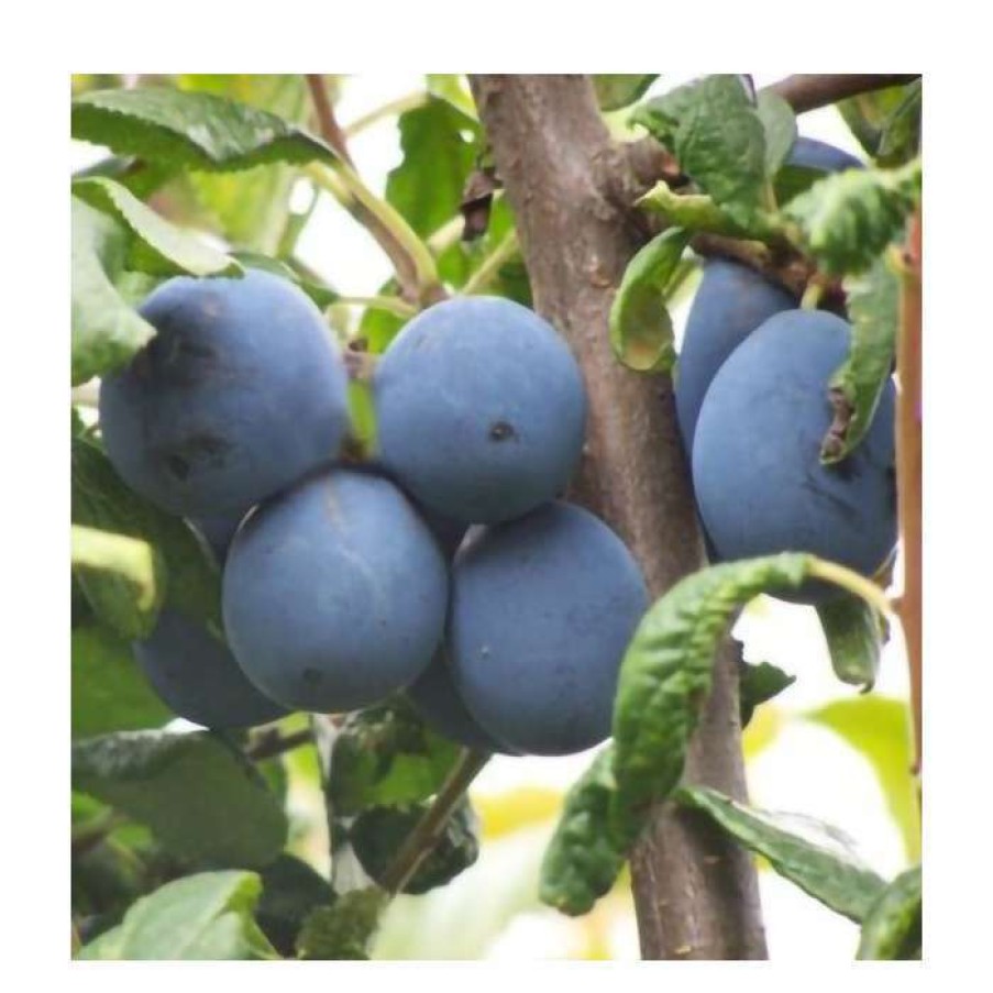 Fruit Trees * | 5Ft 'Shropshire Prune' Damson Tree | Vva-1 Semi Dwarfing Rootstock | 12L Pot | By Frank P Matthews