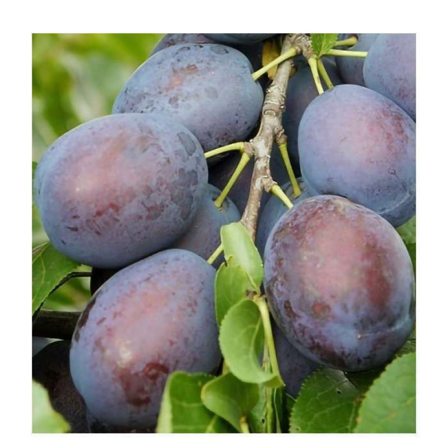 Fruit Trees * | 5Ft 'Toptaste Kulinaria' Plum Tree | Sja Semi Vigorous Rootstock | 12L Pot | By Frank P Matthews