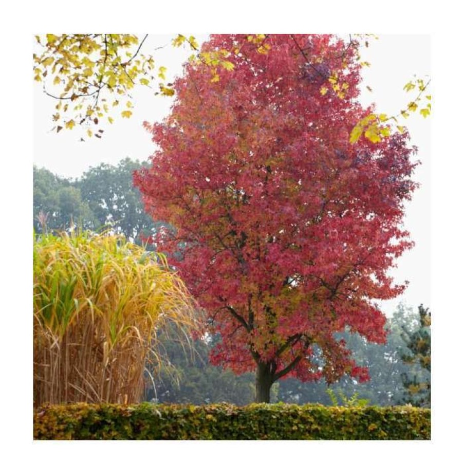 Ornamental Trees * | Liquidambar Styraciflua 'Lane Roberts' | Sweet Gum Tree | 9L Pot | 120-150Cm