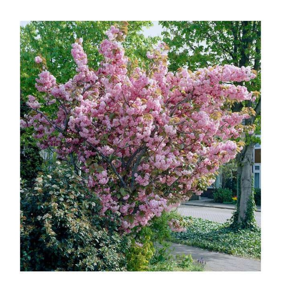 Ornamental Trees * | Prunus 'Kanzan' | Cherry Blossom Tree