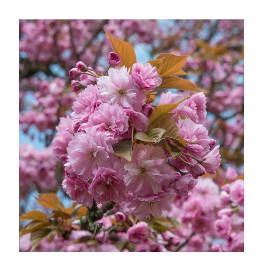 Ornamental Trees * | Prunus 'Kanzan' | Cherry Blossom Tree