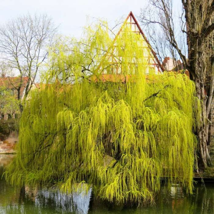 Ornamental Trees * | Salix X Sepulcralis 'Chrysocoma' | Willow Tree