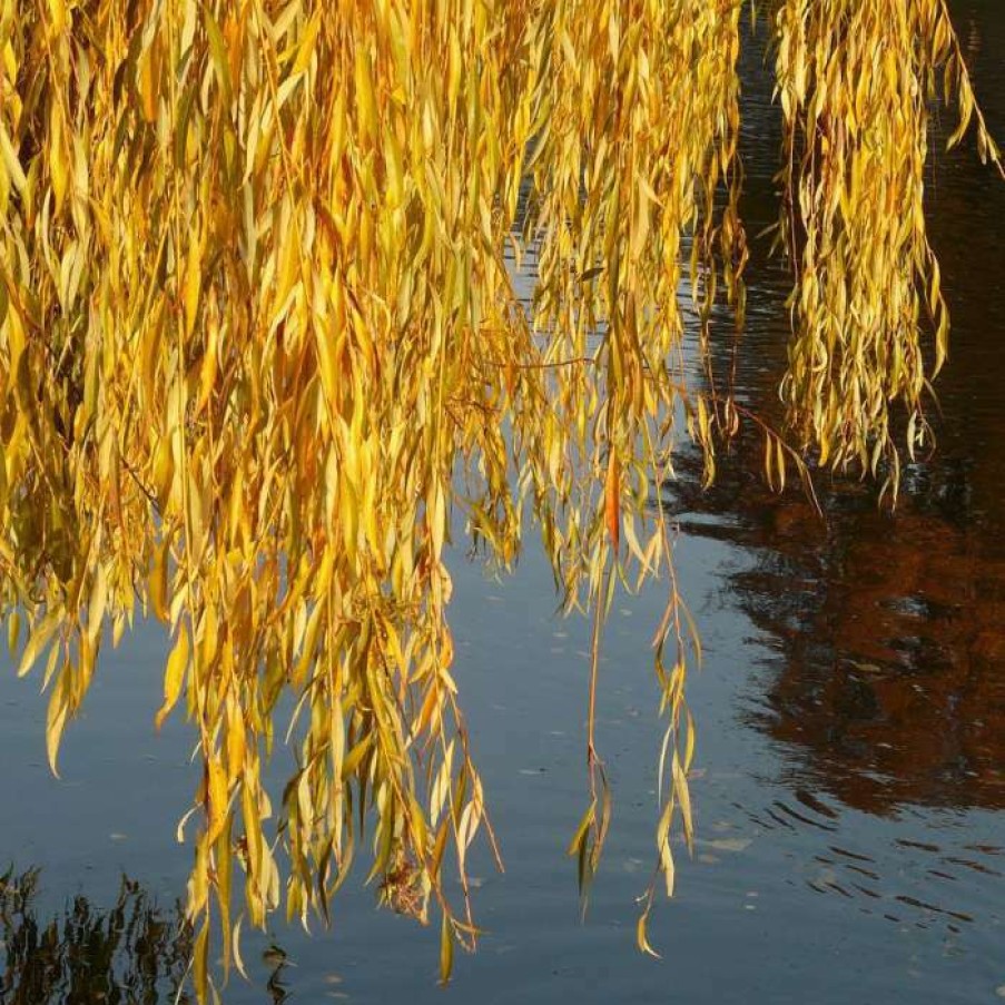 Ornamental Trees * | Salix X Sepulcralis 'Chrysocoma' | Willow Tree