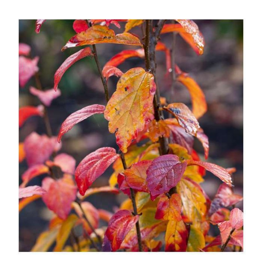 Ornamental Trees * | Parrotia Persica 'Persian Spire' | Persian Ironwood Tree | 12L Pot | 150-180Cm | By Frank P Matthews