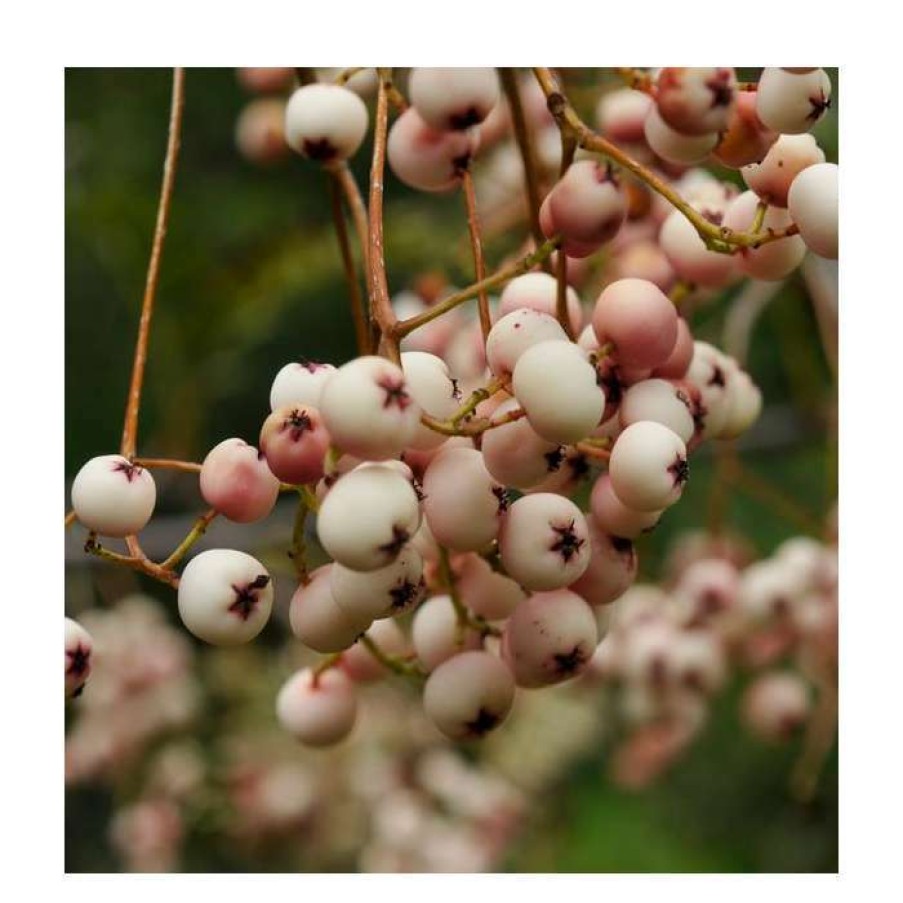 Ornamental Trees * | Sorbus Cashmiriana | Rowan Tree