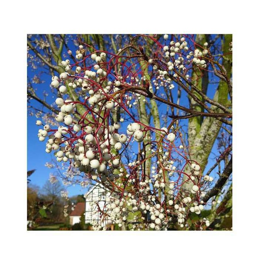 Ornamental Trees * | Sorbus Cashmiriana | Rowan Tree